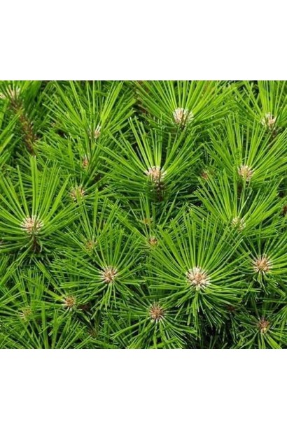 Японська сосна Low Glow з насиченою зеленою хвоєю